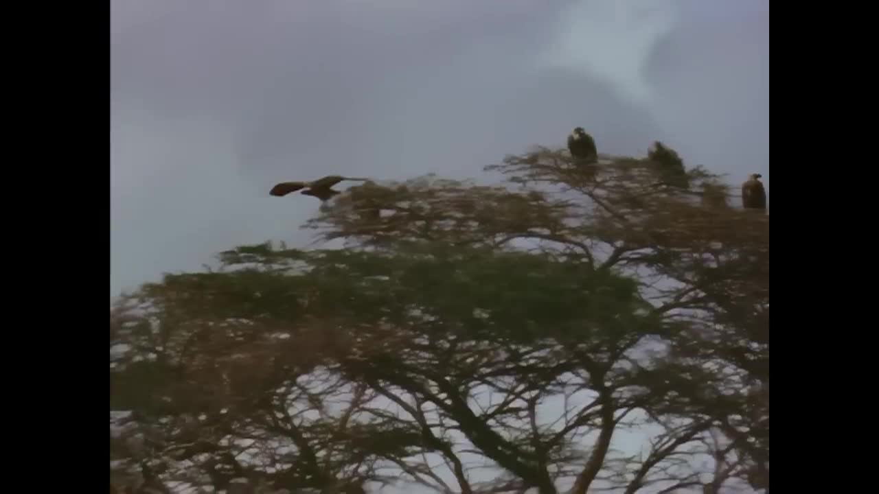 Thumbnail image for The Snows of Kilimanjaro _1952_